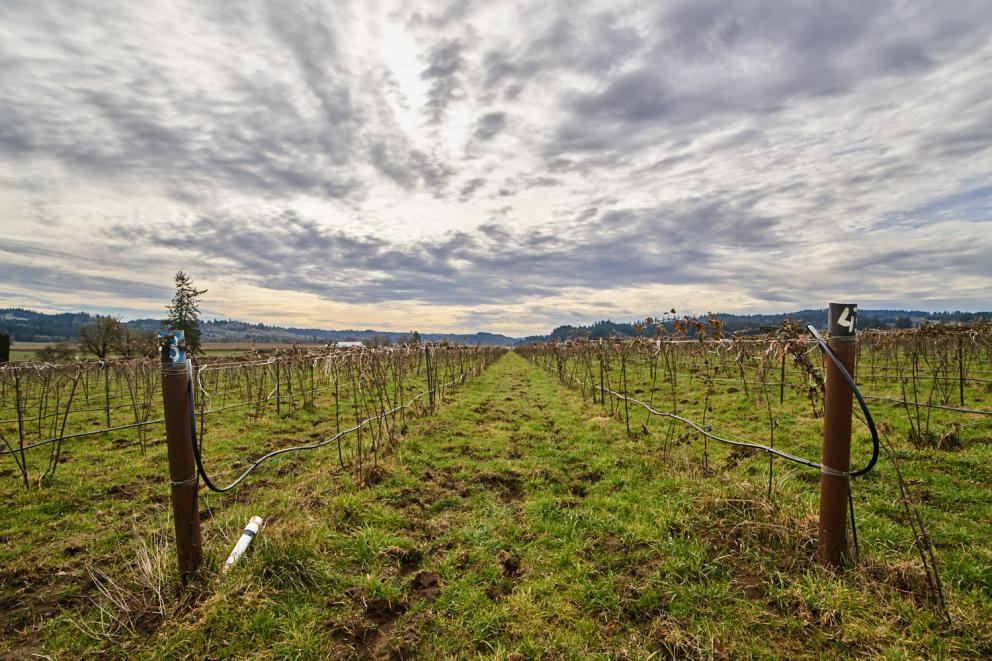 Galleria fotograficaVerso la notte in North Albina Avenue a PortlandIl portico del B&B scelto a Portland
L'ingresso del B&B
Sarah Minnick e Paolo Marchi del salone della villa occupata a Portland
Fresh Pot, il caff&egrave; del mattino nel Mississippi District in Portland
L'altra America, quella che non si chiude in se stessaFranco Pepe e il suo prezioso collaboratore Salvatore Vigliotta nella foto di Luciano Furia
In viaggio verso l'Ayers Creek Farm a Gaston
Il campo difficile da coltivare all'Ayers Creek Farm a Gaston. Per i messicani che vi lavorano, non vi &egrave; nulla da fare: &egrave; un terreno freddo. Di anima
Camminare la campagna nell'Oregon. Da sinistra verso destra si riconoscono Carol e Anthony Boutard, Sarah Minnick, Paolo Marchi, Salvatore Vigliotta e Franco Pepe. Foto di Luciano Furia
Topolino
Sarah Minnick
Anthony Boutard nei suoi campi
