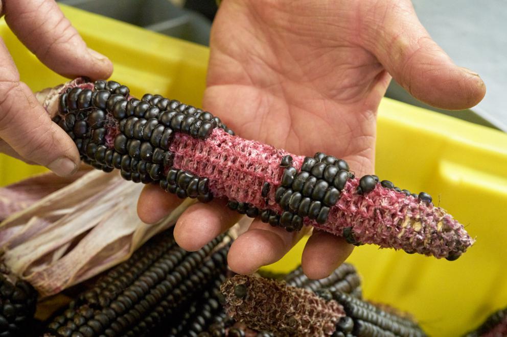 Galleria fotograficaVerso la notte in North Albina Avenue a PortlandIl portico del B&B scelto a Portland
L'ingresso del B&B
Sarah Minnick e Paolo Marchi del salone della villa occupata a Portland
Fresh Pot, il caff&egrave; del mattino nel Mississippi District in Portland
L'altra America, quella che non si chiude in se stessaFranco Pepe e il suo prezioso collaboratore Salvatore Vigliotta nella foto di Luciano Furia
In viaggio verso l'Ayers Creek Farm a Gaston
Il campo difficile da coltivare all'Ayers Creek Farm a Gaston. Per i messicani che vi lavorano, non vi &egrave; nulla da fare: &egrave; un terreno freddo. Di anima
Camminare la campagna nell'Oregon. Da sinistra verso destra si riconoscono Carol e Anthony Boutard, Sarah Minnick, Paolo Marchi, Salvatore Vigliotta e Franco Pepe. Foto di Luciano Furia
Topolino
Sarah Minnick
Anthony Boutard nei suoi campi
Franco Pepe e Sarah Minnick
Internet ha messo in crisi le famose cassette per le lettere americane
Carol Boutard, Sarah Minnick, Paolo Marchi e, ultimo a destra, Anthony Boutard
Sotto una tettoia della Ayers Creek Farm, a Gaston In Oregon, il padrone di casa, Anthony Boutard, ha sistemato due incredibili modelli Citro&euml;n che per davvero hanno fatto la storia dell'automobile: una DS famigliare (a sinistra) e, addirittura, una Traction Avant
Carol Boutard sfoglia il manuale da loro curato sul mais
Le pannocchie di granoturco nero che Anthony Boutard sta selezionado nella sua fattoria partendo da un tipo di mais blu misto a chicchi neri
