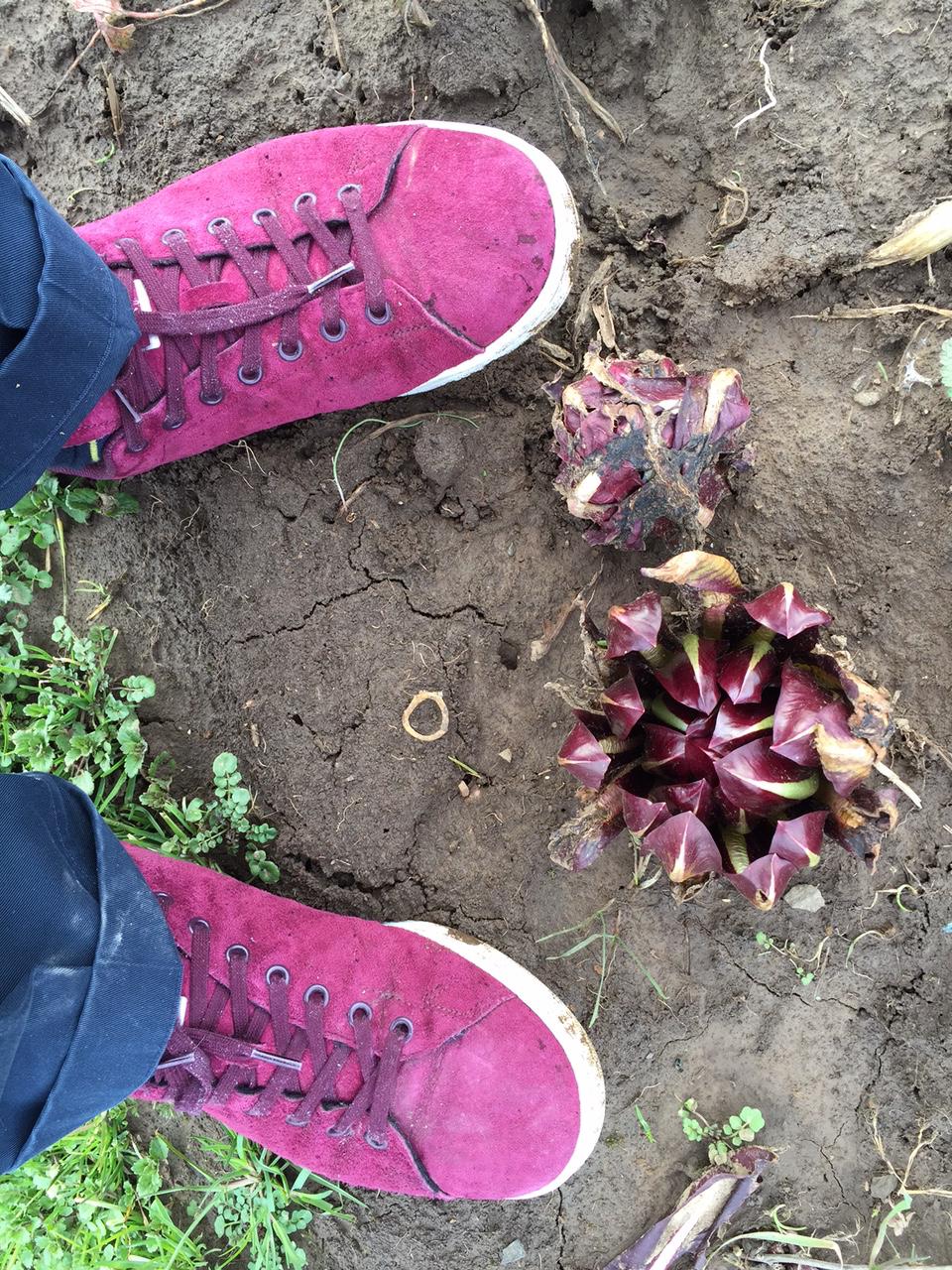 Galleria fotograficaVerso la notte in North Albina Avenue a PortlandIl portico del B&B scelto a Portland
L'ingresso del B&B
Sarah Minnick e Paolo Marchi del salone della villa occupata a Portland
Fresh Pot, il caff&egrave; del mattino nel Mississippi District in Portland
L'altra America, quella che non si chiude in se stessaFranco Pepe e il suo prezioso collaboratore Salvatore Vigliotta nella foto di Luciano Furia
In viaggio verso l'Ayers Creek Farm a Gaston
Il campo difficile da coltivare all'Ayers Creek Farm a Gaston. Per i messicani che vi lavorano, non vi &egrave; nulla da fare: &egrave; un terreno freddo. Di anima
Camminare la campagna nell'Oregon. Da sinistra verso destra si riconoscono Carol e Anthony Boutard, Sarah Minnick, Paolo Marchi, Salvatore Vigliotta e Franco Pepe. Foto di Luciano Furia
Topolino
Sarah Minnick
Anthony Boutard nei suoi campi
