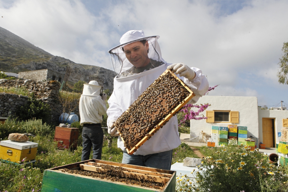 Photogallery






The best olives? Damaskinoelies by Michalis Ainatzoglou. They are as large as plums and come from an ancient variety cultivated in the region of Argo, in the Peloponnesus. Ainatzoglou owns secular olive trees in Kiveri. He leaves the gigantic olives to ripen in salt, following a traditional method; he then rinses them and pasteurises them. Thanks to this process they’re preserved without chemicals. Tel: +30.6977.500810














The Best Olive Oil Award went to Governor, produced in Corfu. The olive groves on the island are renown for their beauty, yet the oil made from them was not good enough and was sold unbottled to overseas buyers. Two young men,Spiros and George Dafnis, have managed to produce an absolutely excellent oil. Tel: +30.266.1075701














The award for the best shop selling delicious food went to Agora, mezedopantopoleio in Thessaloniki, one thousand square metres of lovely food. As they say in the motivation "it really has nothing to envy to the famous Eataly in Milan".Agora was created by Thomas and Giorgos Douzis. It’s in 42 Pavlou Mela St., Thessaloniki. Tel: +30.23.10288008














The Best Greek Honey in 2016 is Amorgiano, a sweet delicacy from the Cyclades. Panagiotis Maroulis – a tv director who changed life – produces it on the island of Amorgos. He has beehives in four places on the island: Lagada, where sage and flowers dominate; Halara, a cliff home to a local bee, with a different genetic profile, making honey with scents of salt and thyme; the islet of Nikouria, again with aroma of thyme; and, a little further, the small island of Donousa, where there’s heather. Tel: +30.228.5073048






