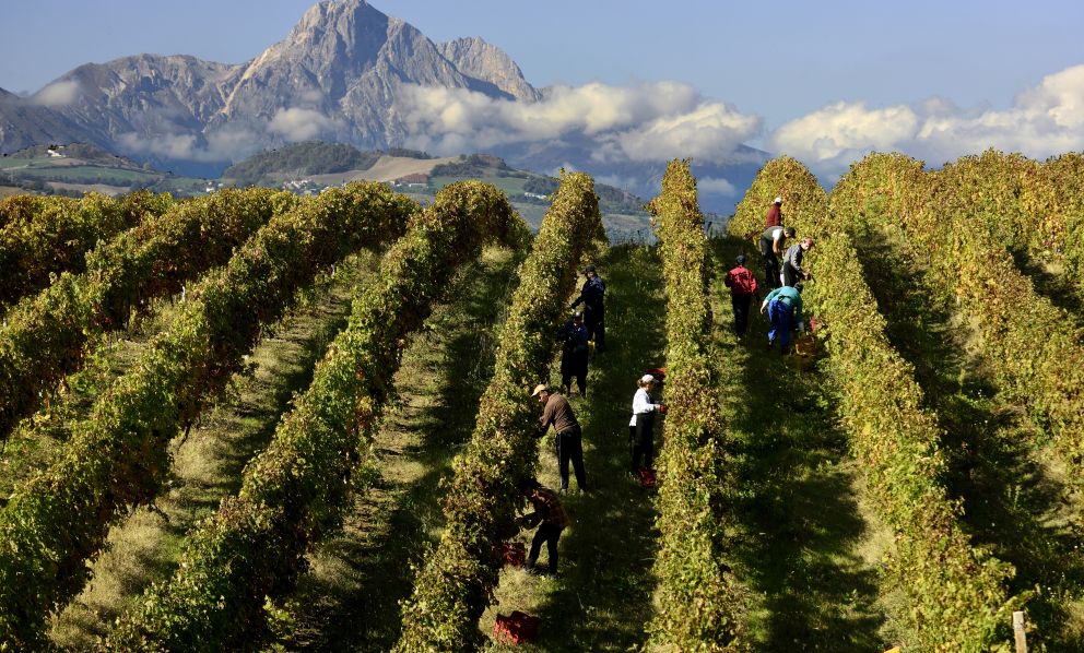 I 50 anni del Trebbiano d'Abruzzo: il passato ci svela un grande presente e un futuro radioso