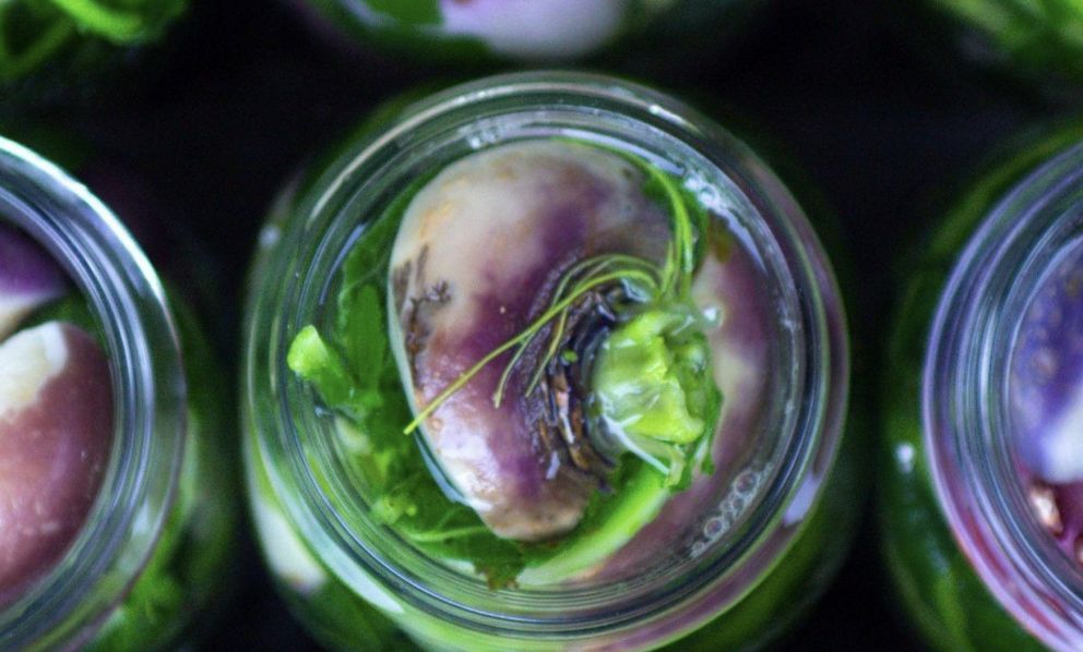 Cos'è il pestìth, la rapa fermentata della tradizione gastronomica friulana