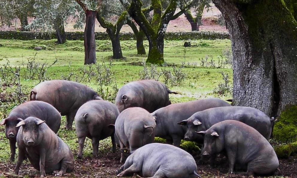 150 years of Joselito: a history of excellent jamón, great chefs and happy pigs 