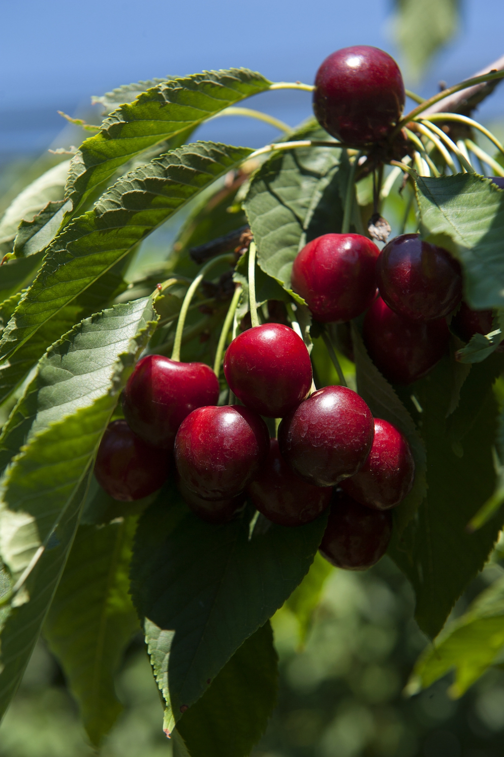 Photogallery






The best olives? Damaskinoelies by Michalis Ainatzoglou. They are as large as plums and come from an ancient variety cultivated in the region of Argo, in the Peloponnesus. Ainatzoglou owns secular olive trees in Kiveri. He leaves the gigantic olives to ripen in salt, following a traditional method; he then rinses them and pasteurises them. Thanks to this process they’re preserved without chemicals. Tel: +30.6977.500810














The Best Olive Oil Award went to Governor, produced in Corfu. The olive groves on the island are renown for their beauty, yet the oil made from them was not good enough and was sold unbottled to overseas buyers. Two young men,Spiros and George Dafnis, have managed to produce an absolutely excellent oil. Tel: +30.266.1075701














The award for the best shop selling delicious food went to Agora, mezedopantopoleio in Thessaloniki, one thousand square metres of lovely food. As they say in the motivation "it really has nothing to envy to the famous Eataly in Milan".Agora was created by Thomas and Giorgos Douzis. It’s in 42 Pavlou Mela St., Thessaloniki. Tel: +30.23.10288008














The Best Greek Honey in 2016 is Amorgiano, a sweet delicacy from the Cyclades. Panagiotis Maroulis – a tv director who changed life – produces it on the island of Amorgos. He has beehives in four places on the island: Lagada, where sage and flowers dominate; Halara, a cliff home to a local bee, with a different genetic profile, making honey with scents of salt and thyme; the islet of Nikouria, again with aroma of thyme; and, a little further, the small island of Donousa, where there’s heather. Tel: +30.228.5073048












