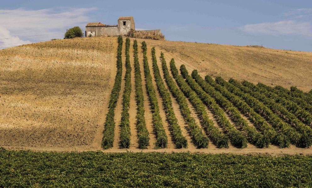 Consorzio di Tutela Vini Doc Sicilia: un patrimonio che si affaccia sul futuro