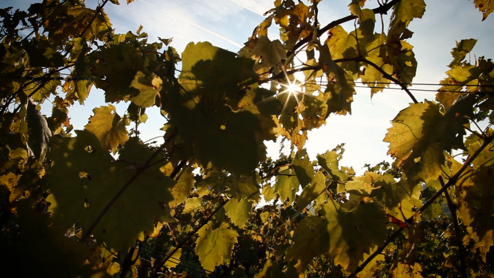 Galleria fotograficaJosko Gravner
Angiolino Maule
Daniele Piccinin
La cantina di Gravner (foto Barsanti)
La serata di presentazione a La Montecchia: Maule, Gravner, Michelon, Hopkins e Piccinin
Vitigni nell'azienda di Piccinin
Foto Barsanti
La cantina Oslavia di Gravner (foto Barsanti)
Lo stango Runk nell'azienda di Gravner (foto Barsanti)
foto Barsanti
Il vigneto Hum di Gravner (foto Barsanti)
Il vigneto Runk di Gravner (foto Barsanti)
Josko Gravner (foto Mocilnik)
Josko Gravner (foto Mocilnik)
Josko Gravner (foto Frullani)
Josko Gravner (foto Barsanti)
