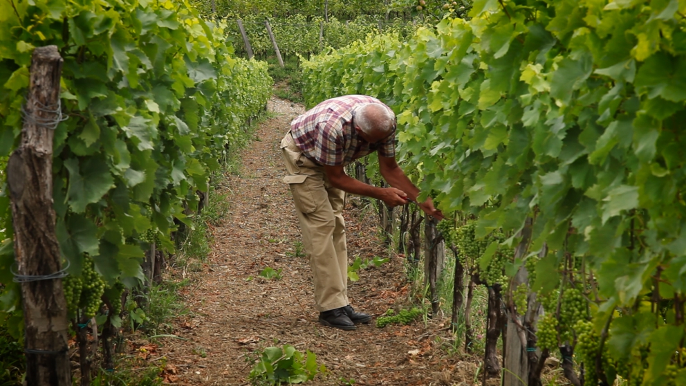 Galleria fotograficaJosko Gravner
Angiolino Maule
Daniele Piccinin
La cantina di Gravner (foto Barsanti)
La serata di presentazione a La Montecchia: Maule, Gravner, Michelon, Hopkins e Piccinin
Vitigni nell'azienda di Piccinin
Foto Barsanti
La cantina Oslavia di Gravner (foto Barsanti)
Lo stango Runk nell'azienda di Gravner (foto Barsanti)
foto Barsanti
Il vigneto Hum di Gravner (foto Barsanti)
Il vigneto Runk di Gravner (foto Barsanti)
Josko Gravner (foto Mocilnik)
Josko Gravner (foto Mocilnik)
Josko Gravner (foto Frullani)
Josko Gravner (foto Barsanti)
