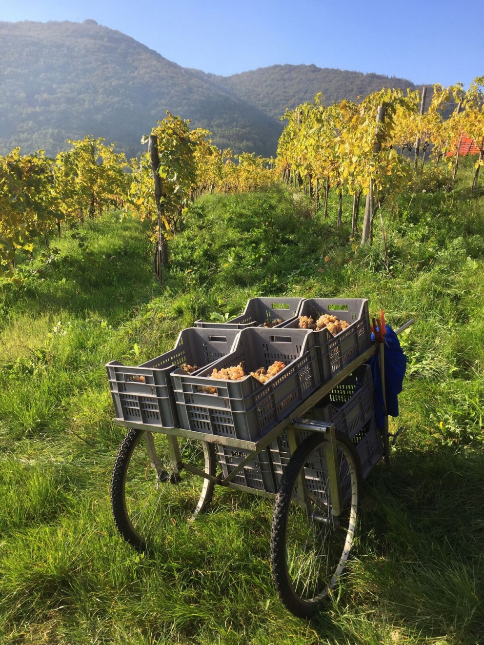 Galleria fotograficaJosko Gravner
Angiolino Maule
Daniele Piccinin
La cantina di Gravner (foto Barsanti)
La serata di presentazione a La Montecchia: Maule, Gravner, Michelon, Hopkins e Piccinin
Vitigni nell'azienda di Piccinin
Foto Barsanti
La cantina Oslavia di Gravner (foto Barsanti)
Lo stango Runk nell'azienda di Gravner (foto Barsanti)
foto Barsanti
Il vigneto Hum di Gravner (foto Barsanti)
Il vigneto Runk di Gravner (foto Barsanti)
Josko Gravner (foto Mocilnik)
Josko Gravner (foto Mocilnik)
Josko Gravner (foto Frullani)
Josko Gravner (foto Barsanti)
Josko Gravner&nbsp;tra le viti
Josko Gravner&nbsp;tra le viti
