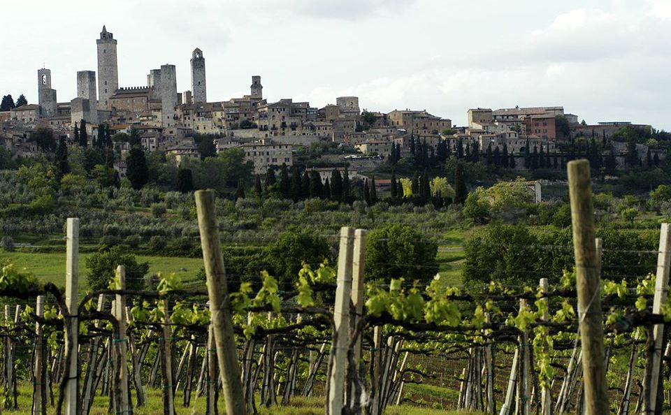 Vernaccia di San Gimignano, quella perla bianca che può brillare