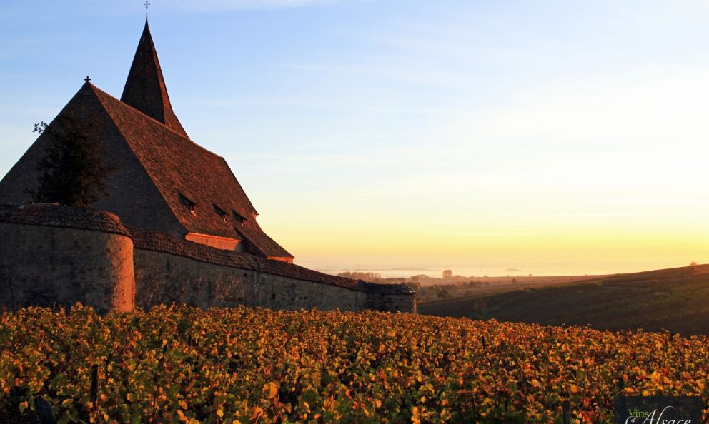 Vetrina virtuale per i vini d'Alsazia: il Digitasting è stato un successo