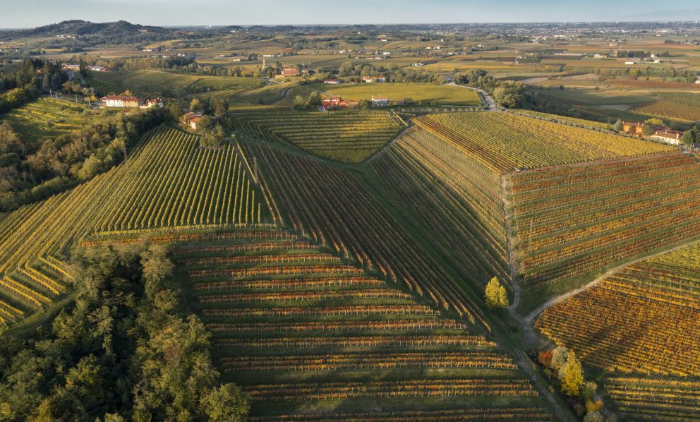 Nostra degustazione dei vini di Zorzettig: straordinari sorsi di biodiversità friulana