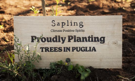 Sapling, dalla bottiglia alla terra: il progetto che ridà vita agli ulivi pugliesi