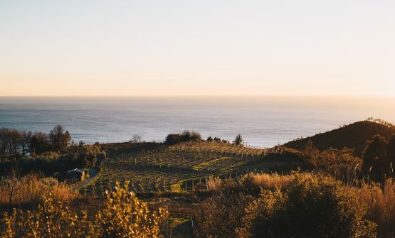 Cà du Ferrà fa rivivere il Ruzzese delle Cinque Terre