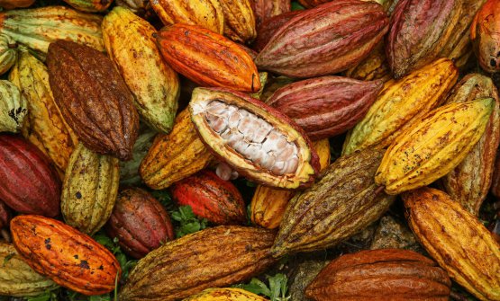 L'impegno Valrhona per la sostenibilità. Premiato il programma Live Long, per un cacao buono ma anche giusto