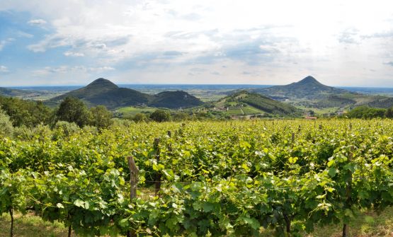 Il Consorzio Colli Euganei racconta la Docg Fior d'Arancio attraverso le voci di sei produttrici