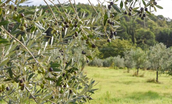 L'olio della tenuta Il Borro: tutto il gusto della naturalezza e di una filiera corta