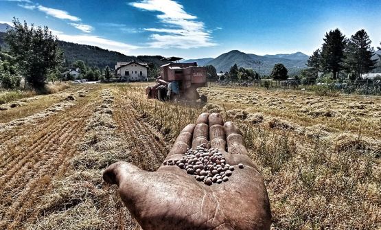 Le lenticchie di Duilio Antonucci a Pescasseroli, una bella storia di rinascita agricola
