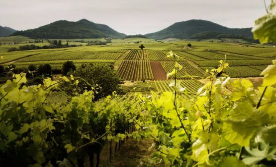 Sekt: tutto quello che c'è da sapere sulla denominazione spumantistica