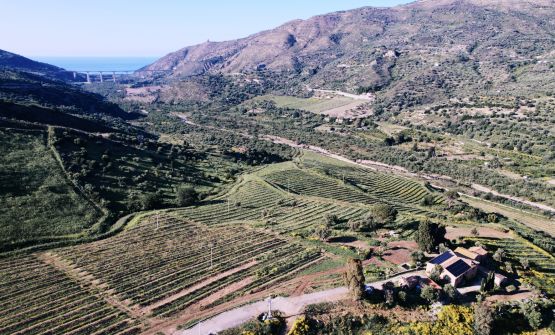 Nelle Tropical Valley siciliane: stanno per diventare l'eden per gli avocado in Europa 