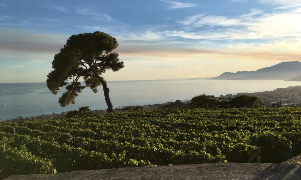 Lo scenografico vigneto di Tenuta Selvadolce (foto wonderland.wine)
