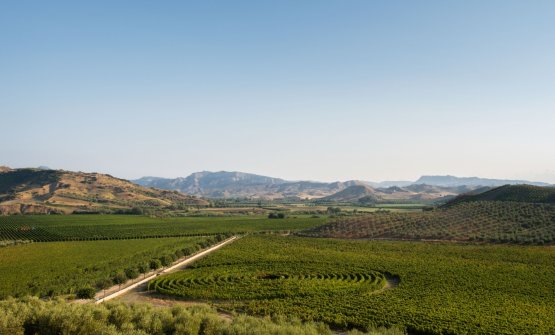 L'azienda vinicola Librandi e il vigneto circolare in Calabria: sperimentazione e tradizione nella tenuta di Rosaneti