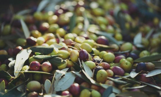 Oli extravergini d'Italia: i migliori secondo la Guida Slow Food 2022