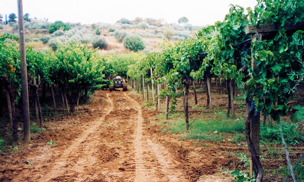 Le vigne di Cantine Previtera (foto www.cantineprivitera.com)
