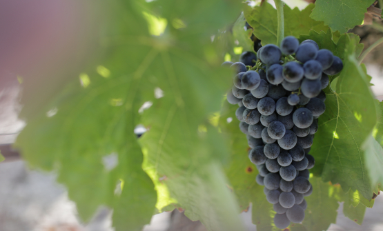Il Nero D'Avola: la storia, le varietà e la versatilità del vitigno a bacca rossa più diffuso in Sicilia
