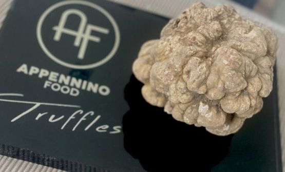A Identità Golose Milano inizia la stagione del Tartufo Bianco Pregiato: menu a quattro mani con Alberto Bettini e Richard Abou Zaki