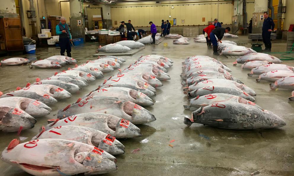 Vendita del tonno al celebre Tsukiji Market, il più grande mercato del pianeta per il pesce, prossimo al trasloco. Dà un’idea del lavoro che c’è alla base per sfamare cotanta umanità, scrive per noi Gianni Revello, appassionato di gastronomia e arte contemporanea (foto bestlivingjapan.com)
