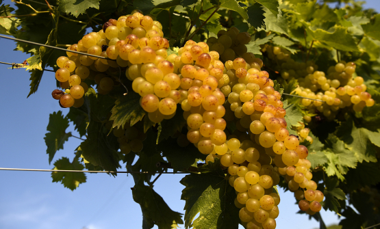 Consorzio per la tutela dell'Asti DOCG e del Moscato d'Asti DOCG: la vendemmia e le prospettive per il futuro