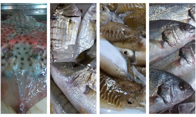 Vi Racconto Il Pesce Di Versilia