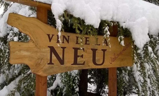 Vin de la Neu, la sfida in alta quota di Nicola Biasi: «Voglio fare un grande vino»