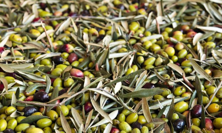 La raccolta delle olive Cultivar Coratina