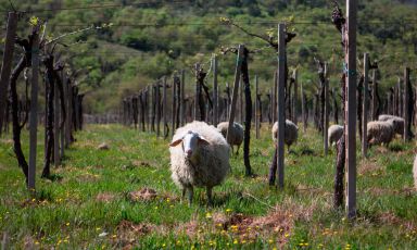 La cantina Valle Reale si trova a Popoli, in un anfiteatro naturale al confine tra il Parco Nazionale del Gran Sasso e monti della Laga e quello della Majella, nel Comune di Popoli
