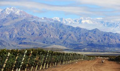 The vineyards of Zuccardi - Valle de Uco, in the background, the majestic Andes
