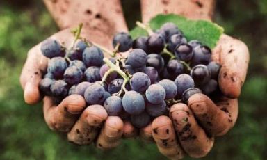 L'Associazione Produttori del Ruchè di Castagnole Monferrato conta 21 aziende e il 90% dell’intera denominazione
