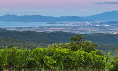 Le vigne di Montebamboli in val di Cornia
