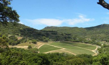 Un'immagine della Gallura: qui alcuni vigneti della cantina Sidd&ugrave;ra
