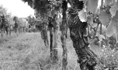 Le vigne  vecchie di Roncus a Capriva del Friuli (Gorizia)
