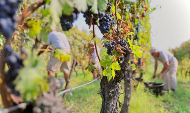 In vigna nei giorni della vendemmia di Hic et Nunc, in frazione Mongetto, Vignale Monferrato (Alessandria)

