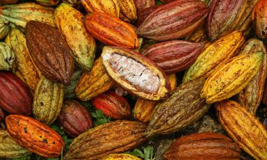 Premiato l'impegno di Valrhona a favore della sostenibilità e della biodiversità. Qui una foto tratta del loro profilo facebook, con questo commento: "Si sente spesso parlare di tre varietà del cacao: Criollo, Forastero e Trinatario. Ma è importante non limitarsi a queste tre perchè la realtà è molto più complessa. Nel corso dei secoli si sono sviluppati molti incroci naturali tra gli alberi del cacao. Oggi è comune trovare diverse varietà con caratteristiche tipiche all’interno di una singola piantagione. Ad esempio il cacao della piantagione Millot è un buon esempio di diversità genetica"
