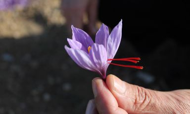 Fiore e pistilli dell'eccezionale zafferano prodotto a Dumre, nell'Albania interna, da un ragazzo padovano con il suo socio locale. E' solo una delle storie sullo sviluppo del comparto agroalimentare nel Paese balcanico
