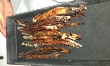 Pene di renna essiccato da gratuggiare. È la materia prima più extreme di una cena speciale organizzata da Frantzén/Lindeberg, 2 stelle Michelin a Stoccolma in Svezia, telefono +46.(0)8.208580. Il cuoco Björn Frantzén sarà tra i protagonisti della giornata di Identità di Carne del 7 febbraio, ultimo giorno di Identità Milano in sala Blu 2 (foto Henrik Holm)