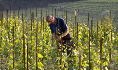 Josko Gravner, classe 1952, vignaiolo a Oslavia (Gorizia)
