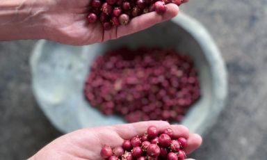 La murtilla, Ugni molinae, è una bacca selvatica, con un delizioso profilo floreale e un profilo gustativo che ricorda un incrocio tra quello della rosa e della mela. A Boragò si utilizzano la murtilla negra e quella roja - Foto: Giovanna Abrami
