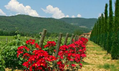 Uno scorcio vitato della Tenuta Sette Ponti di Castiglion Fibocchi in provincia di Arezzo. I vini dell'azienda di Antonio Moretti saranno protagonisti nella cena di lunedì 11 marzo al Ratanà di Milano. A cucinare col padrone di casa Cesare Battisti, il napoletano Francesca Apreda dell'Imago dell'Hotel Hassler di Roma. Info e prenotazioni, numero verde 800.825144