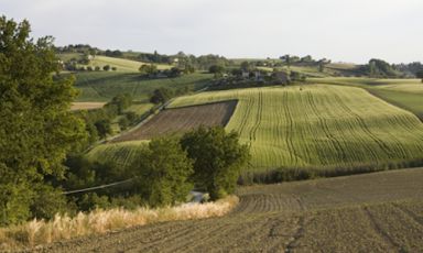 Le Marche di Moreno Cedroni conducono in diverse cantine. Nella foto, i terreni dell'azienda agricola Villa Bucci di Ostra Vetere (Ancona): grandi Verdicchio dei Castelli di Jesi, Rosso Piceno ma non solo