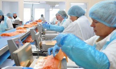 Operaie alle prese con la lavorazione dei salmoni, freschi e affumicati, nel quartier generale di Loch Fyne a Cairndow, nel Sud-Ovest della Scozia. Una volta confezionati, saranno importati in Italia da Selecta (foto del servizio di Antonio Vasile)