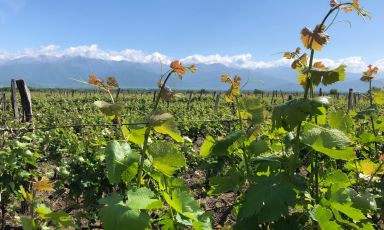 Vigne di Rkatsiteli nell'altopiano del Kakheti, regione orientale della Georgia. Sullo sfondo, le montagne del Grande Caucaso. Da queste parti si beveva vino 8mila anni fa, 4 millenni prima che l'abitudine dilagasse nell'attuale Europa continentale (foto Zanatta)
